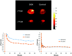 Graphical abstract: Development of a PET radiotracer for non-invasive imaging of the reactive oxygen species, superoxide, in vivo