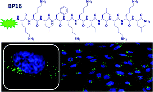 Graphical abstract: Identification of BP16 as a non-toxic cell-penetrating peptide with highly efficient drug delivery properties