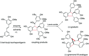 Graphical abstract: Enzyme-promoted regioselective coupling oligomerization of isorhapontigenin towards the first synthesis of (±)-gnetulin