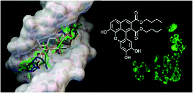 Graphical abstract: Bio-inspired benzo[k,l]xanthene lignans: synthesis, DNA-interaction and antiproliferative properties