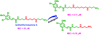 Graphical abstract: Syntheses of a library of molecules on the marine natural product ianthelliformisamines platform and their biological evaluation