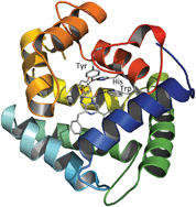 Graphical abstract: Bioluminescent and spectroscopic properties of His–Trp–Tyr triad mutants of obelin and aequorin