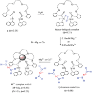 Graphical abstract: Photophysical study of a polyoxo ethylene linked naphthalene-based fluorescent chemosensor for Mg2+ and Ca2+ detection