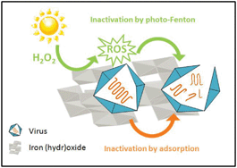 Graphical abstract: Virus removal and inactivation by iron (hydr)oxide-mediated Fenton-like processes under sunlight and in the dark
