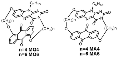 Graphical abstract: Tuning photoinduced processes of covalently bound isoalloxazine and anthraquinone bichromophores