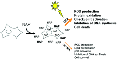 Graphical abstract: Investigation of the phototoxicity and cytotoxicity of naproxen, a non-steroidal anti-inflammatory drug, in human fibroblasts