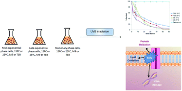 Graphical abstract: Growth conditions influence UVB sensitivity and oxidative damage in an estuarine bacterial isolate
