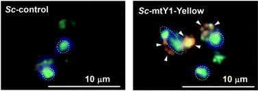 Graphical abstract: Visualization of mitochondria in living cells with a genetically encoded yellow fluorescent protein originating from a yellow-emitting luminous bacterium