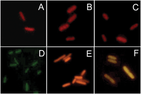 Graphical abstract: Modular generation of fluorescent phycobiliproteins