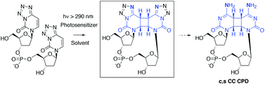 Graphical abstract: Sensitized photochemistry of di(4-tetrazolouracil) dinucleoside monophosphate as a route to dicytosine cyclobutane photoproduct precursors