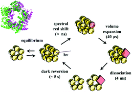 Graphical abstract: Anomalous diffusion of TePixD and identification of the photoreaction product