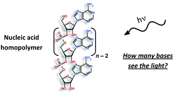 Graphical abstract: Electronic coupling between photo-excited stacked bases in DNA and RNA strands with emphasis on the bright states initially populated