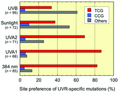 Graphical abstract: Solar-UV-signature mutation prefers TCG to CCG: extrapolative consideration from UVA1-induced mutation spectra in mouse skin