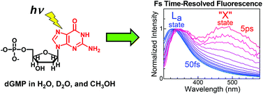 Graphical abstract: The solvent effect and identification of a weakly emissive state in nonradiative dynamics of guanine nucleosides and nucleotides – a combined femtosecond broadband time-resolved fluorescence and transient absorption study