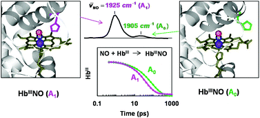 Graphical abstract: Geminate rebinding dynamics of nitric oxide to ferric hemoglobin in D2O solution