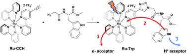 Graphical abstract: Light-induced tryptophan radical generation in a click modular assembly of a sensitiser-tryptophan residue
