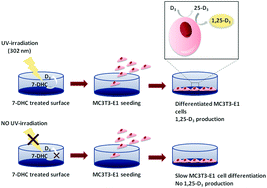 Graphical abstract: UV-irradiated 7-dehydrocholesterol coating on polystyrene surfaces is converted to active vitamin D by osteoblastic MC3T3-E1 cells