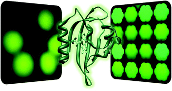 Graphical abstract: Advanced in vivo applications of blue light photoreceptors as alternative fluorescent proteins