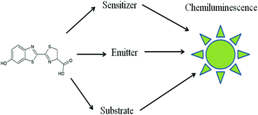 Graphical abstract: Firefly luciferin as a multifunctional chemiluminescence molecule