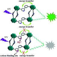 Graphical abstract: A highly luminescent terbium–organic framework for reversible detection of mercury ions in aqueous solution