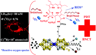 Graphical abstract: Chlorin e6 fused with a cobalt-bis(dicarbollide) nanoparticle provides efficient boron delivery and photoinduced cytotoxicity in cancer cells