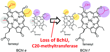 Graphical abstract: Bacteriochlorophyll homolog compositions in the bchU mutants of green sulfur bacteria