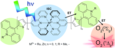 Graphical abstract: A study of acridine and acridinium-substituted bis(terpyridine)zinc(ii) and ruthenium(ii) complexes as photosensitizers for O2 (1Δg) generation