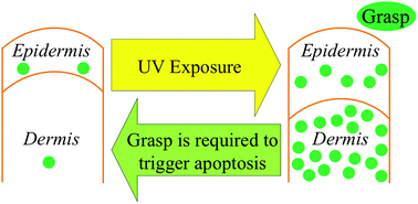 Graphical abstract: Grp1-associated scaffold protein regulates skin homeostasis after ultraviolet irradiation