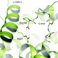 Graphical abstract: Hydrogen-bond networks between the C-terminus and Arg from the first α-helix stabilize photoprotein molecules