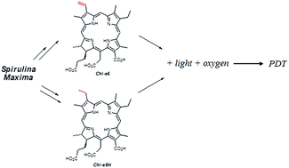 Graphical abstract: Photobiological characteristics of chlorophyll a derivatives as microbial PDT agents