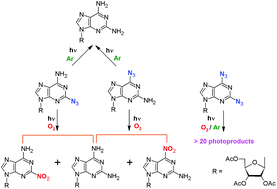 Graphical abstract: Photochemistry of 6-amino-2-azido, 2-amino-6-azido and 2,6-diazido analogues of purine ribonucleosides in aqueous solutions