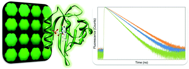 Graphical abstract: The photophysics of LOV-based fluorescent proteins – new tools for cell biology