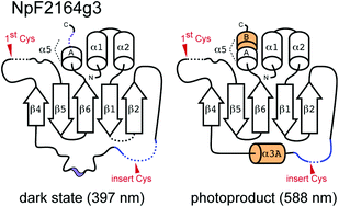 Graphical abstract: Photoconversion changes bilin chromophore conjugation and protein secondary structure in the violet/orange cyanobacteriochrome NpF2163g3