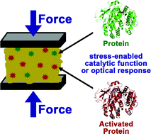 Graphical abstract: Mechanobiochemistry: harnessing biomacromolecules for force-responsive materials