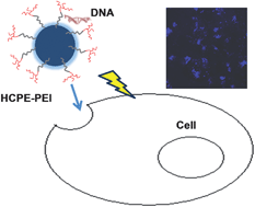 Graphical abstract: Polyethyleneimine-grafted hyperbranched conjugated polyelectrolytes: synthesis and imaging of gene delivery