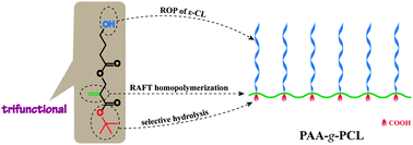 Graphical abstract: tBHBMA: a novel trifunctional acrylic monomer for the convenient synthesis of PAA-g-PCL well-defined amphiphilic graft copolymer