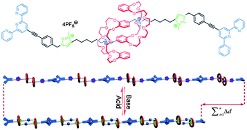 Graphical abstract: Integrated motion of molecular machines in supramolecular polymeric scaffolds