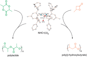 Graphical abstract: Polymerization of cyclic esters using N-heterocyclic carbene carboxylate catalysts