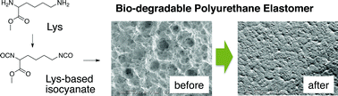 Graphical abstract: Molecular design of environmentally benign segmented polyurethane(urea)s: effect of the hard segment component on the molecular aggregation states and biodegradation behavior