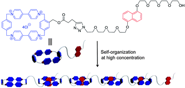 Graphical abstract: A water-soluble, shape-persistent, mouldable supramolecular polymer with redox-responsiveness in the presence of a molecular chaperone