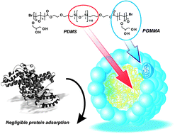 Graphical abstract: Synthesis, self-assembly and (absence of) protein interactions of poly(glycerol methacrylate)–silicone macro-amphiphiles