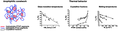 Graphical abstract: Unprecedented scissor effect of macromolecular cross-linkers on the glass transition temperature of poly(N-vinylimidazole), crystallinity suppression of poly(tetrahydrofuran) and molecular mobility by solid state NMR in poly(N-vinylimidazole)-l-poly(tetrahydrofuran) conetworks