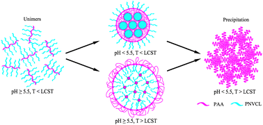 Graphical abstract: Poly(acrylic acid)-graft-poly(N-vinylcaprolactam): a novel pH and thermo dual-stimuli responsive system