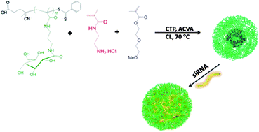 Graphical abstract: Cationic glyco-nanogels for epidermal growth factor receptor (EGFR) specific siRNA delivery in ovarian cancer cells