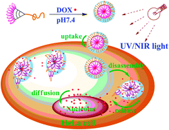 Graphical abstract: Light-responsive linear-dendritic amphiphiles and their nanomedicines for NIR-triggered drug release