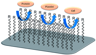 Graphical abstract: Surface-initiated RAFT polymerization of sulfobetaine from cellulose membranes to improve hemocompatibility and antibiofouling property