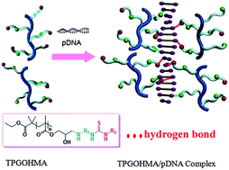 Graphical abstract: Post-modification of poly(glycidyl methacrylate)s with alkyl amine and isothiocyanate for effective pDNA delivery