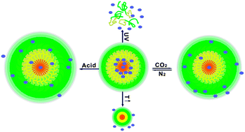 Graphical abstract: Synthesis of multi-responsive polymeric nanocarriers for controlled release of bioactive agents