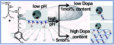 Graphical abstract: Rapid self-healing and triple stimuli responsiveness of a supramolecular polymer gel based on boron–catechol interactions in a novel water-soluble mussel-inspired copolymer