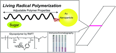 Graphical abstract: Polymer-modified gold nanoparticles via RAFT polymerization: a detailed study for a biosensing application